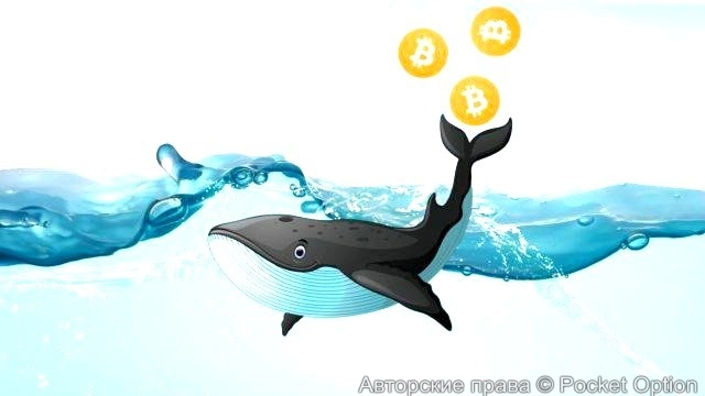 Киты накопили много биткоинов